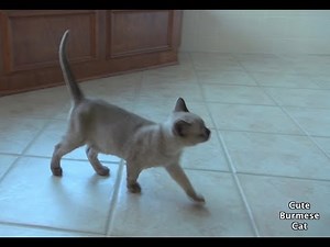 Adorable New Kitten! First Day Home! 新しい子猫