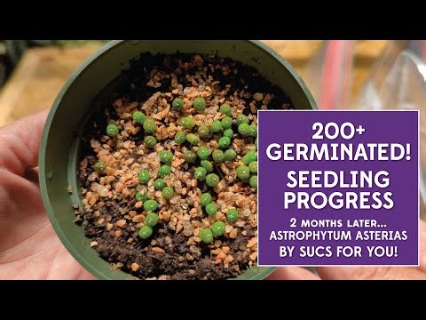2 Month progress and first water since starting Astrophytum asterias seedlings (200+ germinated!)