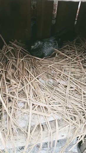 #ramadan #banglawazmahfil #birds #pigeonlaver #inspirationalquotes #pigeon #kabootarba