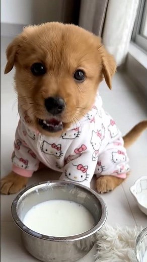 pup drinking milk #shorts
