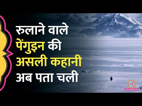 Penguin Meme की रेस में Trump भी शामिल, Werner Herzog की Documentary में छिपी असली कहानी