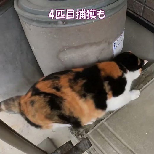Calico cat Mikeko catching a field mouse! #cat #calicocat #cat