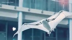 5.9K views · 74 reactions | Like the natural flying fox, its wing...