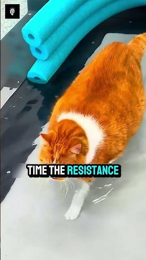 A unique way to help a cat lose weight.