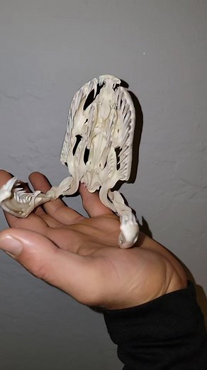 1.8K views | 15ft Burmese Python Skull I completed for a client 酪 . #dermestidbeetles #beetles #dermatology #dermestid #skull #skulls #bones #articulation #taxidermy #cleaning #clean #snake #rattlesnake #python #burmesepython #fyp #fypシ #explorepage #viral #explore | Snakeaholic | Facebook