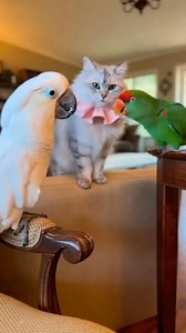 White vs Green Parrot Fight 😂 | This Cat Is Only Mine! #FunnyParrot #ParrotFight #WhiteParrot #GreenParrot #Cockatoo #FunnyReels #ComedyVideo #ParrotComedy #CuteFight #PetFunny #AnimalReels #ViralReels #FacebookReels #FunnyAnimals #ComedyReel | Larry the parrot