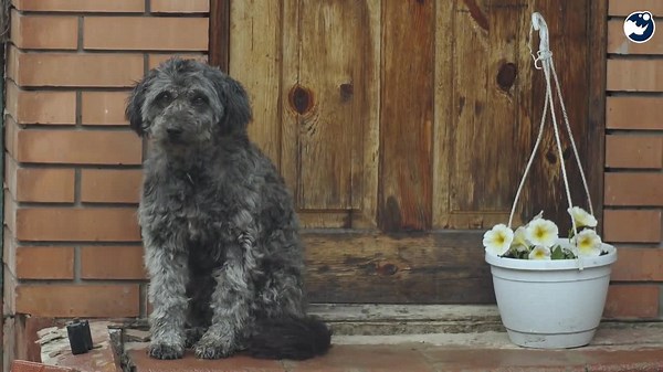 Scientists Finally Explain Why Dogs Stay by Their Owner’s Graves