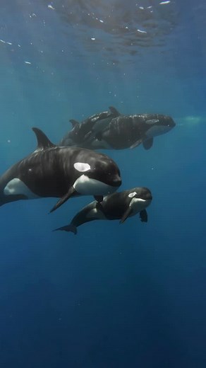 Killer whales in the blue 🚀🖤🤍💦 | Family ties and unity define a pod of killer whales - and they move as one unit through the open ocean. The conditions were absolutely beautiful and the killer whales deep black and bright white colors stood out in perfect contrast against the blue water. 🎥: @whatcameradoyouhave | shot with @nomad_diving #killerwhale #killerwhales #blackfish #orcas #exotics #veryrare #cetacean #nomaddiving | Whatcameradoyouhave