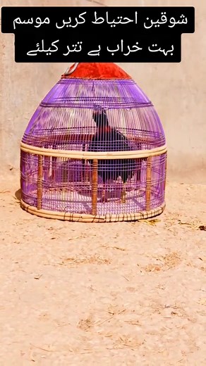 Shokeen log on TikTok