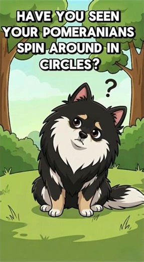 Why do Pomeranians spin around in circles? #dogs