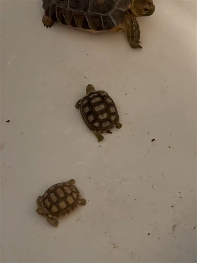 Temporary spa day for the Rough Patch Ranch tortoise crew 🐢🚿 While their new tortoise house is being built, our three sulcatas are living it up in the shower—warm water, snacks, and zero responsibilities. Ranch life gets creative sometimes! 😂💚 #RoughPatchRanch#SulcataTortoise #TortoiseTok #TortoiseLife #ReptileTok #GiantTortoise#RoughPatchRanch #RanchLife #HomesteadLiving #DesertLiving #ArizonaRanch