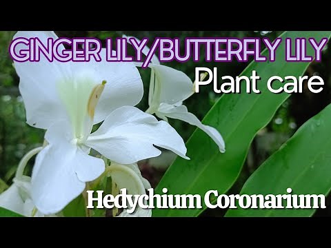 Butterfly Lily / White Ginger Lily Care: Growing Tips for Hedychium coronarium