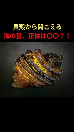 貝殻から聞こえる「海の音」、その正体は？！ #雑学 #豆知識 #都市伝説