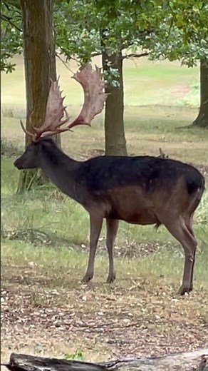 Stag’s Courtship Display 🦌