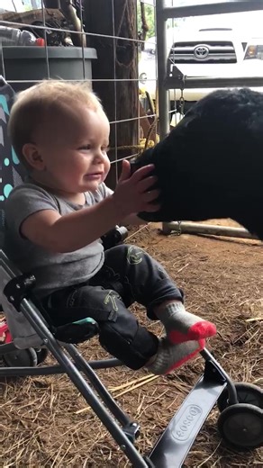 154K views · 1.5K reactions | Are cows man's best comedian?  #baby #reels #cute #funny #cow #laugh | All The Babies | Facebook