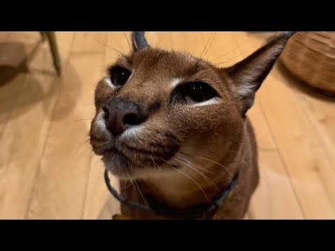 Ghost Reactor LIVE 🔴 going to 30K code is JUR4 (public)