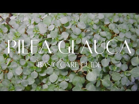 PILEA GLAUCA / LIBANENSIS | Houseplant care guide. Learn how to care for the baby tears plant.
