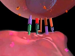 Antigen processing and presentation