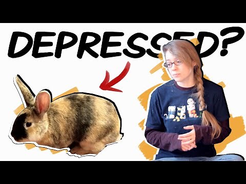Recognizing Depression in Rabbits (and what to do about it)
