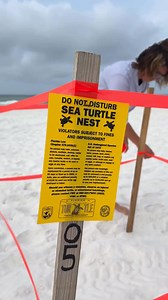 115K views · 1.7K reactions | SEA TURTLE NESTING SEASON: Sea turtle...
