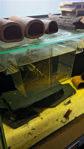 Part of today’s routine was upgrading the frykeeper for one of my L201 fry groups 🐟 They’re growing fast and needed more space! A perfect excuse to film a bit more of this species I truly love 🎦 #L201 #hypancistrus #paraísopleco #aquaaficionados #plecolife | Paraíso Pleco