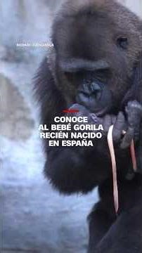 Conoce al bebé gorila recién nacido en España