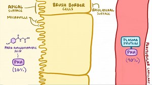 Video: Tubular secretion of PAH - Video Explanation! | Osmosis | Osmosis