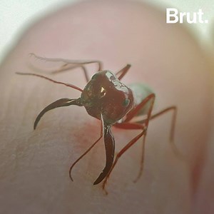 263K views · 10K reactions | This ant is the fastest in the world. It can run nearly a meter in just one second…  | Brut nature | Facebook