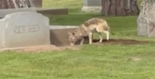 Grave Digger! Wild Coyote Caught Tearing Up Grave By Digging Hole