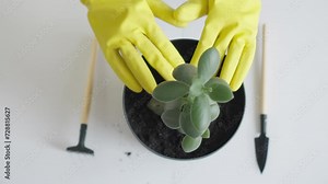 A plant care specialist will tell you all the subtleties and secrets of proper transplanting, providing plants with the best start for growth and development. Stock Video