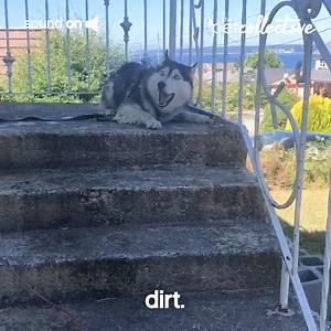 21M views · 6K reactions | These talking pets are saying goodbye to the summer! Enjoy the Pets Translated: Best of the Month | Try Not to Laugh | Facebook