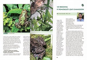 The Responsible Herpetoculture Journal (RHJ) is the first periodical on Herpetoculture, which is produced by Editorial Board with editors from Australia, China, Europe, Latin America and the USA. The RHJ is the official publication of the Responsible Herpetoculture Foundation "RHF"on (RHF). Our authors are recognized experts and well-known names from all over the world. Currently, 18 issues have been produced and published in physical and digital versions which are differ in content. The printed