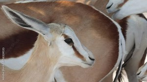 Close up of head of grazing and browsing herd or group of springbok, impala, or springbuck antelope shading under a acacia tree in Etosha National Park, Namibia, Africa during daylight Stock Video