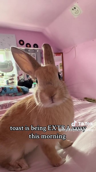 Sassy Bunny Toast is Judging You This Morning