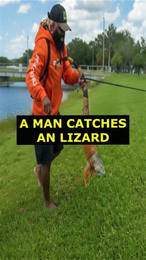 Catching a Lizard! (Is this legal?)