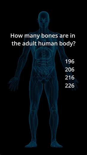 How many bones are in the adult human body