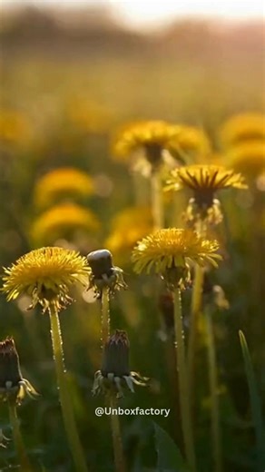 Lab Study Shows Dandelion Root Kills 95% of Cancer Cells—In Controlled Tests A laboratory study found that dandelion root extract destroyed up to 95% of certain cancer cells within 48 hours—while leaving healthy cells largely unharmed. The results were observed only in lab conditions, not in human patients. Researchers emphasize that this is not a proven treatment, but it highlights how natural compounds may inspire future cancer drugs. Important Details: • Results observed in laboratory cell cu