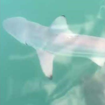 Goliath Grouper Eats Shark!
