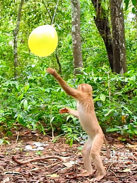 Funny monkey video 2024 #monkeyvideo #beautifulmonkey #funnyanimals #monkey #adoreblemonkey #monkeymovie #funnymonkey