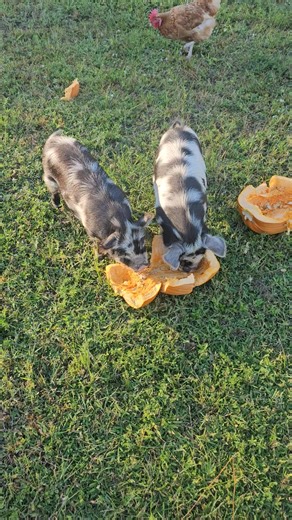 Thanks gramma for the pumpkin treats | Glaser Family Farm