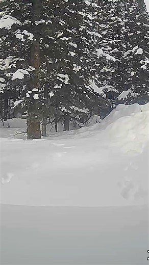 Northern Goshawk In Remote Alaska