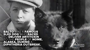 This brewery is featuring adoptable dogs on beer cans