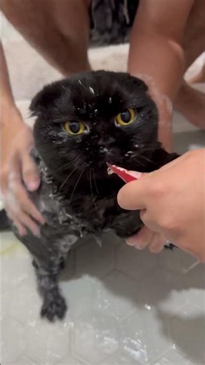 Cat turns bath cries into treat moments in Orlando, USA