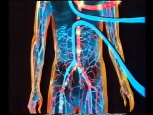 (Documental Completo)CORAZÓN humano forma y función...