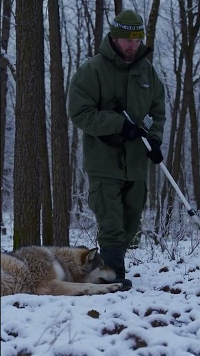 Watch this wolfdog give birth with help