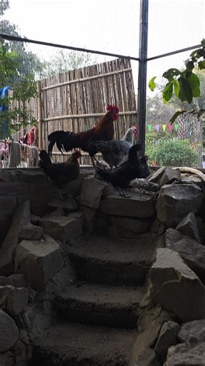 Real Hen Sound 🐔 | Cute Chicken Voice That Kids Love #Shorts #babychickens