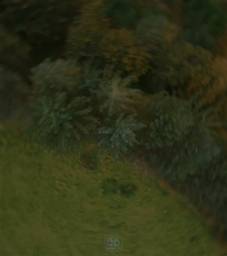 Just fly!! 🌲🌲🌲🛸💨 Did you see the smiley face? 🧐🙂 #f#fpvf#fpvdronef#fpvfreestyled#dronetiktokf#fyp