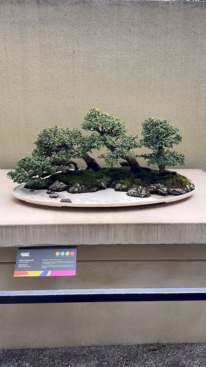 2.5K views · 1.3K reactions | Volunteer Ann is cleaning up the tray of this Chinese Elm penjing. A little water and elbow grease  Chinese Elm (Ulmus parvifolia) tray landscape; in training as a penjing since 1993; Original artist: Qingquan Zhao #盆栽 #penjing #traylandscape \ #bonsai #bonsaiart #bonsaiinspiration #bonsailife #bonsailove #bonsailovers #bonsaistyle #bonsaiusa #bonsaiworld #durationalart #ilovebonsai | Pacific Bonsai Museum | Facebook