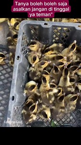 DOD bebek petelur dan bebek pedaging #ternakbebek #bebekpetelur #bebekpedaging #reels #fyp | Eddong Said