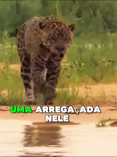 FOI MORDIDO POR ONÇA E JACARÉ #richardrasmussen #animais #curiosidades